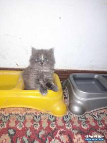 قطط شيراز المانى ايرانى للبيع