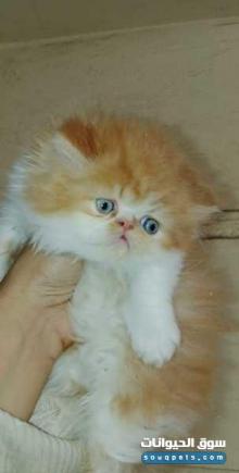 قط ذكر بيرشن زرار قمر