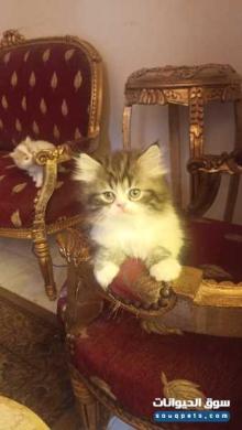 persian pure and shirazi kitten