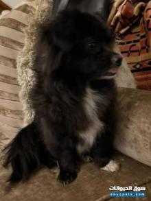 2 dogs Male Female Pomeranian كلاب بوميرانيان للبيع