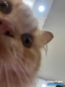 قط شيرازي ذكر عمر سنة