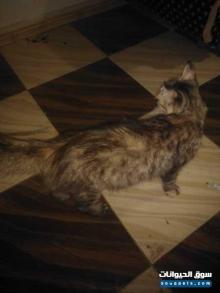 قطط شيرازي و٦ اطفال لسه عمر اسبوعين