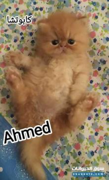 كيتن بيرشن زورار