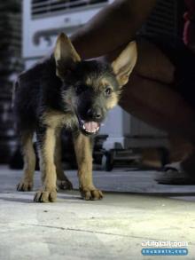 تبديل ب نتايه شهرين