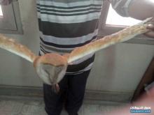 البومة الحظائر