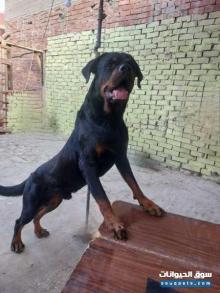 كلب روت وايلر للبيع عمر 10 شهور صحه ممتازه