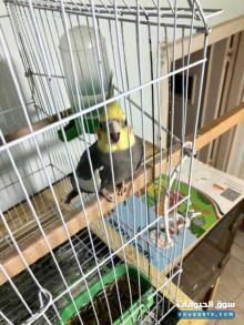 للبيع طائر كوكتيل ذكر أليف ونشيط