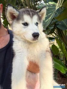 Female Alaska 3 months