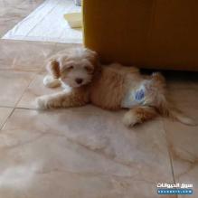 جرو هافينز للبيع