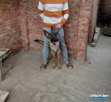 دكر جيرمن شيبرد سابل