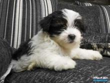 جرو شيتزو للبيع