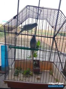 طيور البدجي الزينه