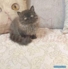 قط زورار بيرشن للبيع عمر ٦٠ يوم أصول مستوردة