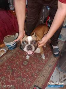 كلب بيتبول دكر البيع