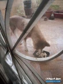 لونه نادرSiberian husky