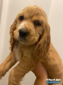 cocker spaniel puppy