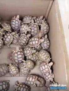 بيع وتصدير سلحفاة السلكاتا الفقس الأصلية جودة عالية