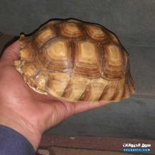 سلحفاة السلكاتا للبيع حجم متوسط بجودة عالية وصحة ممتازة