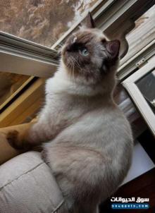 قط هيمالايا شوكولاتة ذكر عمره 7 أشهر