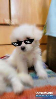 كلبة جريفون للبيع