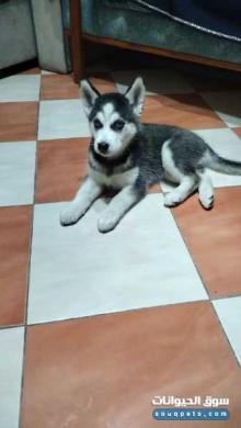 كلبه هاسكي للبيع