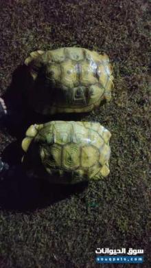 للبيع سلحفاة سلكاتا كبيرة وصحية