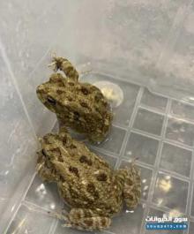 للبيع ضفدع صحي مع إمكانية التشريح