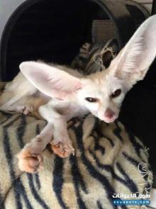 للبيع والتصدير ثعلب الفنك فوكس