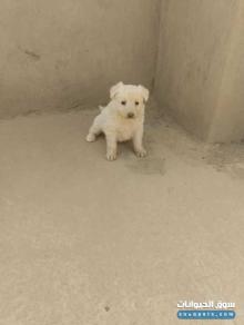 وايت جيرمن لونج هير