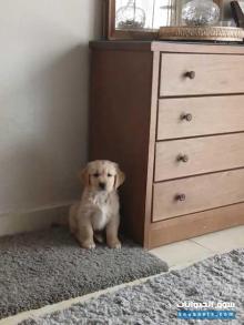 Golden retriever puppy