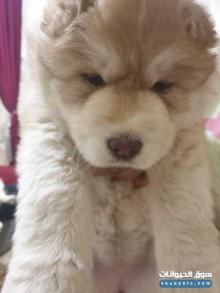 جرو هاسكي للبيع