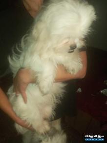 للبيع كلاب تشاتشو