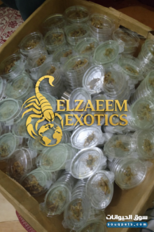 بيع عقرب الوريس للبحوث العلميه