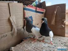 عش زغاليل انجليزي