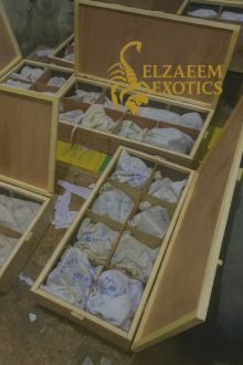 Elzaeem Egyptian Reptiles Export